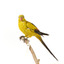 A slim parrot with a long, dusky tapering tail and back-swept wings. It is mostly yellow, with blue-black wings and tail. There is a prominent yellow shoulder patch and red patches in the wings. The bill is deep red or pink. Females and juveniles are duller olive-green with pinkish, duller wing patches. The Regent Parrot's distinctive call is often heard long before the birds appear. This species is also known as Black-tailed, Black-throated or Marlock Parrot or Smoker.