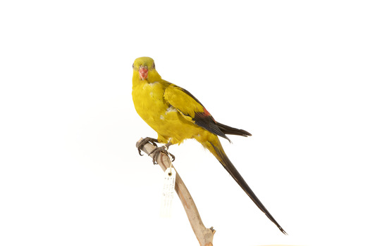 A slim parrot with a long, dusky tapering tail and back-swept wings. It is mostly yellow, with blue-black wings and tail. There is a prominent yellow shoulder patch and red patches in the wings. The bill is deep red or pink. Females and juveniles are duller olive-green with pinkish, duller wing patches. The Regent Parrot's distinctive call is often heard long before the birds appear. This species is also known as Black-tailed, Black-throated or Marlock Parrot or Smoker.