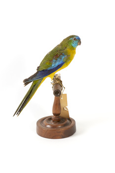 The male Turquoise Parrot is bright green above, with a turquoise blue crown and face. A brilliant two-tone blue band around the bend of the wing contrasts with a dark, brick-red shoulder patch. Its underparts and tail edges are a rich yellow. The female is similar, but not as bright, with a whitish facial mask, no red on the wing, and a pale wing stripe. Old birds of both sexes may have orange underparts.