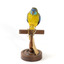 The male Turquoise Parrot is bright green above, with a turquoise blue crown and face. A brilliant two-tone blue band around the bend of the wing contrasts with a dark, brick-red shoulder patch. Its underparts and tail edges are a rich yellow. The female is similar, but not as bright, with a whitish facial mask, no red on the wing, and a pale wing stripe. Old birds of both sexes may have orange underparts.