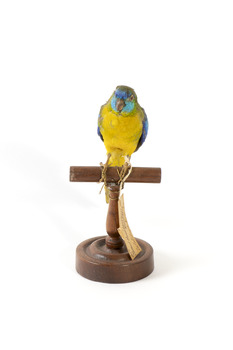 The male Turquoise Parrot is bright green above, with a turquoise blue crown and face. A brilliant two-tone blue band around the bend of the wing contrasts with a dark, brick-red shoulder patch. Its underparts and tail edges are a rich yellow. The female is similar, but not as bright, with a whitish facial mask, no red on the wing, and a pale wing stripe. Old birds of both sexes may have orange underparts.