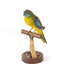 The male Turquoise Parrot is bright green above, with a turquoise blue crown and face. A brilliant two-tone blue band around the bend of the wing contrasts with a dark, brick-red shoulder patch. Its underparts and tail edges are a rich yellow. The female is similar, but not as bright, with a whitish facial mask, no red on the wing, and a pale wing stripe. Old birds of both sexes may have orange underparts.