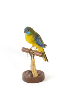 The male Turquoise Parrot is bright green above, with a turquoise blue crown and face. A brilliant two-tone blue band around the bend of the wing contrasts with a dark, brick-red shoulder patch. Its underparts and tail edges are a rich yellow. The female is similar, but not as bright, with a whitish facial mask, no red on the wing, and a pale wing stripe. Old birds of both sexes may have orange underparts.
