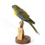 The male Turquoise Parrot is bright green above, with a turquoise blue crown and face. A brilliant two-tone blue band around the bend of the wing contrasts with a dark, brick-red shoulder patch. Its underparts and tail edges are a rich yellow. The female is similar, but not as bright, with a whitish facial mask, no red on the wing, and a pale wing stripe. Old birds of both sexes may have orange underparts.