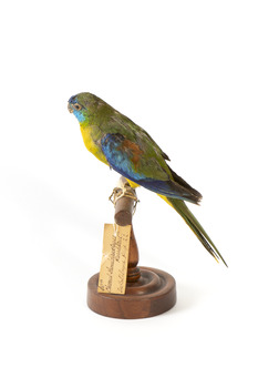 The male Turquoise Parrot is bright green above, with a turquoise blue crown and face. A brilliant two-tone blue band around the bend of the wing contrasts with a dark, brick-red shoulder patch. Its underparts and tail edges are a rich yellow. The female is similar, but not as bright, with a whitish facial mask, no red on the wing, and a pale wing stripe. Old birds of both sexes may have orange underparts.
