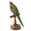 The male Turquoise Parrot is bright green above, with a turquoise blue crown and face. A brilliant two-tone blue band around the bend of the wing contrasts with a dark, brick-red shoulder patch. Its underparts and tail edges are a rich yellow. The female is similar, but not as bright, with a whitish facial mask, no red on the wing, and a pale wing stripe. Old birds of both sexes may have orange underparts.
