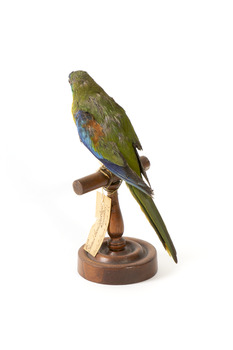 The male Turquoise Parrot is bright green above, with a turquoise blue crown and face. A brilliant two-tone blue band around the bend of the wing contrasts with a dark, brick-red shoulder patch. Its underparts and tail edges are a rich yellow. The female is similar, but not as bright, with a whitish facial mask, no red on the wing, and a pale wing stripe. Old birds of both sexes may have orange underparts.