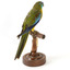 The male Turquoise Parrot is bright green above, with a turquoise blue crown and face. A brilliant two-tone blue band around the bend of the wing contrasts with a dark, brick-red shoulder patch. Its underparts and tail edges are a rich yellow. The female is similar, but not as bright, with a whitish facial mask, no red on the wing, and a pale wing stripe. Old birds of both sexes may have orange underparts.
