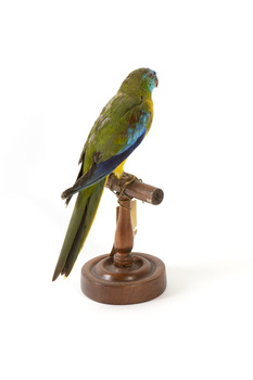 The male Turquoise Parrot is bright green above, with a turquoise blue crown and face. A brilliant two-tone blue band around the bend of the wing contrasts with a dark, brick-red shoulder patch. Its underparts and tail edges are a rich yellow. The female is similar, but not as bright, with a whitish facial mask, no red on the wing, and a pale wing stripe. Old birds of both sexes may have orange underparts.