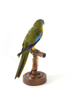 The male Turquoise Parrot is bright green above, with a turquoise blue crown and face. A brilliant two-tone blue band around the bend of the wing contrasts with a dark, brick-red shoulder patch. Its underparts and tail edges are a rich yellow. The female is similar, but not as bright, with a whitish facial mask, no red on the wing, and a pale wing stripe. Old birds of both sexes may have orange underparts.