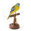 The male Turquoise Parrot is bright green above, with a turquoise blue crown and face. A brilliant two-tone blue band around the bend of the wing contrasts with a dark, brick-red shoulder patch. Its underparts and tail edges are a rich yellow. The female is similar, but not as bright, with a whitish facial mask, no red on the wing, and a pale wing stripe. Old birds of both sexes may have orange underparts.