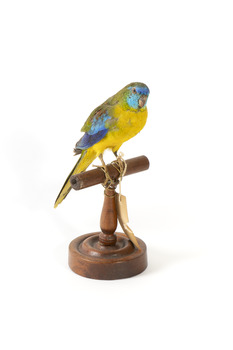 The male Turquoise Parrot is bright green above, with a turquoise blue crown and face. A brilliant two-tone blue band around the bend of the wing contrasts with a dark, brick-red shoulder patch. Its underparts and tail edges are a rich yellow. The female is similar, but not as bright, with a whitish facial mask, no red on the wing, and a pale wing stripe. Old birds of both sexes may have orange underparts.