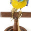 The male Turquoise Parrot is bright green above, with a turquoise blue crown and face. A brilliant two-tone blue band around the bend of the wing contrasts with a dark, brick-red shoulder patch. Its underparts and tail edges are a rich yellow. The female is similar, but not as bright, with a whitish facial mask, no red on the wing, and a pale wing stripe. Old birds of both sexes may have orange underparts.