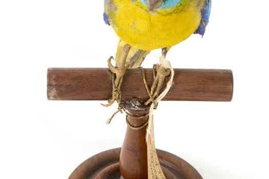 The male Turquoise Parrot is bright green above, with a turquoise blue crown and face. A brilliant two-tone blue band around the bend of the wing contrasts with a dark, brick-red shoulder patch. Its underparts and tail edges are a rich yellow. The female is similar, but not as bright, with a whitish facial mask, no red on the wing, and a pale wing stripe. Old birds of both sexes may have orange underparts.