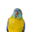 The male Turquoise Parrot is bright green above, with a turquoise blue crown and face. A brilliant two-tone blue band around the bend of the wing contrasts with a dark, brick-red shoulder patch. Its underparts and tail edges are a rich yellow. The female is similar, but not as bright, with a whitish facial mask, no red on the wing, and a pale wing stripe. Old birds of both sexes may have orange underparts.