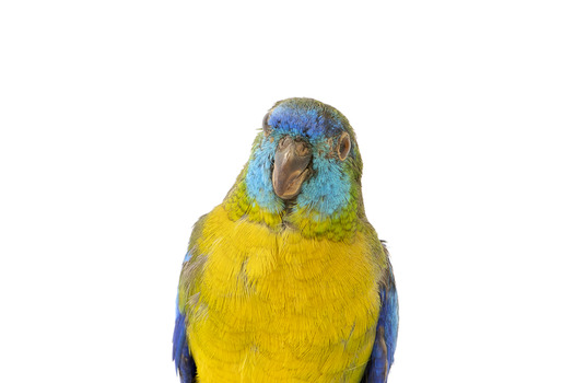 The male Turquoise Parrot is bright green above, with a turquoise blue crown and face. A brilliant two-tone blue band around the bend of the wing contrasts with a dark, brick-red shoulder patch. Its underparts and tail edges are a rich yellow. The female is similar, but not as bright, with a whitish facial mask, no red on the wing, and a pale wing stripe. Old birds of both sexes may have orange underparts.