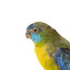 The male Turquoise Parrot is bright green above, with a turquoise blue crown and face. A brilliant two-tone blue band around the bend of the wing contrasts with a dark, brick-red shoulder patch. Its underparts and tail edges are a rich yellow. The female is similar, but not as bright, with a whitish facial mask, no red on the wing, and a pale wing stripe. Old birds of both sexes may have orange underparts.