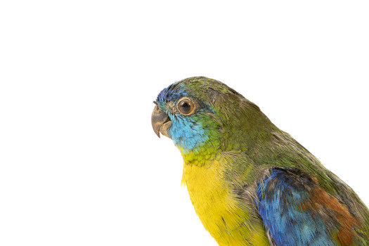 The male Turquoise Parrot is bright green above, with a turquoise blue crown and face. A brilliant two-tone blue band around the bend of the wing contrasts with a dark, brick-red shoulder patch. Its underparts and tail edges are a rich yellow. The female is similar, but not as bright, with a whitish facial mask, no red on the wing, and a pale wing stripe. Old birds of both sexes may have orange underparts.