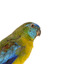 The male Turquoise Parrot is bright green above, with a turquoise blue crown and face. A brilliant two-tone blue band around the bend of the wing contrasts with a dark, brick-red shoulder patch. Its underparts and tail edges are a rich yellow. The female is similar, but not as bright, with a whitish facial mask, no red on the wing, and a pale wing stripe. Old birds of both sexes may have orange underparts.