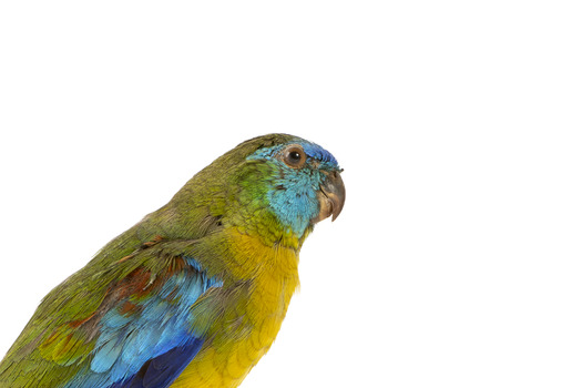 The male Turquoise Parrot is bright green above, with a turquoise blue crown and face. A brilliant two-tone blue band around the bend of the wing contrasts with a dark, brick-red shoulder patch. Its underparts and tail edges are a rich yellow. The female is similar, but not as bright, with a whitish facial mask, no red on the wing, and a pale wing stripe. Old birds of both sexes may have orange underparts.
