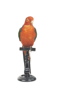 Male Australian King-Parrots are the only Australian parrots with a completely red head. Females are similar to males except that they have a completely green head and breast. Both sexes have a red belly and a green back, with green wings and a long green tail. King parrots are normally encountered in pairs or family groups.