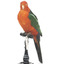 Male Australian King-Parrots are the only Australian parrots with a completely red head. Females are similar to males except that they have a completely green head and breast. Both sexes have a red belly and a green back, with green wings and a long green tail. King parrots are normally encountered in pairs or family groups.