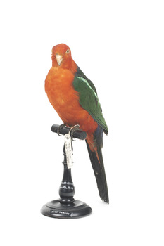 Male Australian King-Parrots are the only Australian parrots with a completely red head. Females are similar to males except that they have a completely green head and breast. Both sexes have a red belly and a green back, with green wings and a long green tail. King parrots are normally encountered in pairs or family groups.
