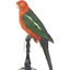 Male Australian King-Parrots are the only Australian parrots with a completely red head. Females are similar to males except that they have a completely green head and breast. Both sexes have a red belly and a green back, with green wings and a long green tail. King parrots are normally encountered in pairs or family groups.