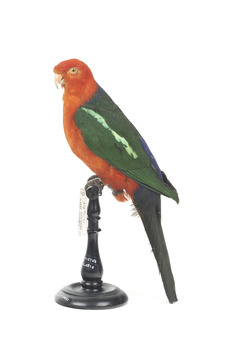 Male Australian King-Parrots are the only Australian parrots with a completely red head. Females are similar to males except that they have a completely green head and breast. Both sexes have a red belly and a green back, with green wings and a long green tail. King parrots are normally encountered in pairs or family groups.