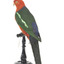 Male Australian King-Parrots are the only Australian parrots with a completely red head. Females are similar to males except that they have a completely green head and breast. Both sexes have a red belly and a green back, with green wings and a long green tail. King parrots are normally encountered in pairs or family groups.
