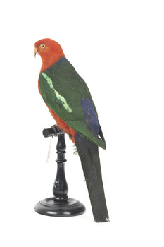 Male Australian King-Parrots are the only Australian parrots with a completely red head. Females are similar to males except that they have a completely green head and breast. Both sexes have a red belly and a green back, with green wings and a long green tail. King parrots are normally encountered in pairs or family groups.