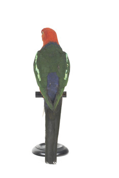 Male Australian King-Parrots are the only Australian parrots with a completely red head. Females are similar to males except that they have a completely green head and breast. Both sexes have a red belly and a green back, with green wings and a long green tail. King parrots are normally encountered in pairs or family groups.