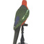 Male Australian King-Parrots are the only Australian parrots with a completely red head. Females are similar to males except that they have a completely green head and breast. Both sexes have a red belly and a green back, with green wings and a long green tail. King parrots are normally encountered in pairs or family groups.
