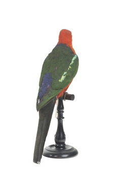 Male Australian King-Parrots are the only Australian parrots with a completely red head. Females are similar to males except that they have a completely green head and breast. Both sexes have a red belly and a green back, with green wings and a long green tail. King parrots are normally encountered in pairs or family groups.