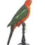 Male Australian King-Parrots are the only Australian parrots with a completely red head. Females are similar to males except that they have a completely green head and breast. Both sexes have a red belly and a green back, with green wings and a long green tail. King parrots are normally encountered in pairs or family groups.