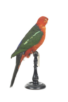 Male Australian King-Parrots are the only Australian parrots with a completely red head. Females are similar to males except that they have a completely green head and breast. Both sexes have a red belly and a green back, with green wings and a long green tail. King parrots are normally encountered in pairs or family groups.