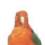 Male Australian King-Parrots are the only Australian parrots with a completely red head. Females are similar to males except that they have a completely green head and breast. Both sexes have a red belly and a green back, with green wings and a long green tail. King parrots are normally encountered in pairs or family groups.