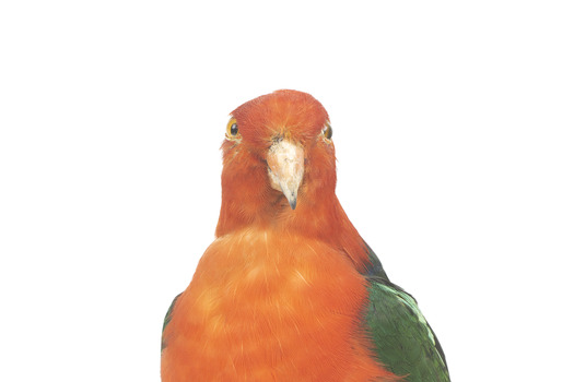 Male Australian King-Parrots are the only Australian parrots with a completely red head. Females are similar to males except that they have a completely green head and breast. Both sexes have a red belly and a green back, with green wings and a long green tail. King parrots are normally encountered in pairs or family groups.