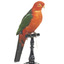 Male Australian King-Parrots are the only Australian parrots with a completely red head. Females are similar to males except that they have a completely green head and breast. Both sexes have a red belly and a green back, with green wings and a long green tail. King parrots are normally encountered in pairs or family groups.