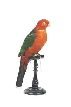 Male Australian King-Parrots are the only Australian parrots with a completely red head. Females are similar to males except that they have a completely green head and breast. Both sexes have a red belly and a green back, with green wings and a long green tail. King parrots are normally encountered in pairs or family groups.