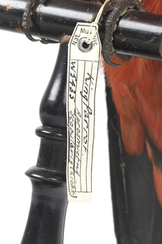 Tag with the parrots descriptors 