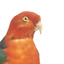 Male Australian King-Parrots are the only Australian parrots with a completely red head. Females are similar to males except that they have a completely green head and breast. Both sexes have a red belly and a green back, with green wings and a long green tail. King parrots are normally encountered in pairs or family groups.
