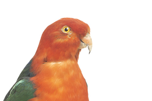 Male Australian King-Parrots are the only Australian parrots with a completely red head. Females are similar to males except that they have a completely green head and breast. Both sexes have a red belly and a green back, with green wings and a long green tail. King parrots are normally encountered in pairs or family groups.