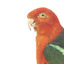 Male Australian King-Parrots are the only Australian parrots with a completely red head. Females are similar to males except that they have a completely green head and breast. Both sexes have a red belly and a green back, with green wings and a long green tail. King parrots are normally encountered in pairs or family groups.