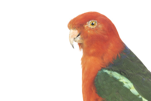 Male Australian King-Parrots are the only Australian parrots with a completely red head. Females are similar to males except that they have a completely green head and breast. Both sexes have a red belly and a green back, with green wings and a long green tail. King parrots are normally encountered in pairs or family groups.