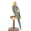 Eastern Rosella perching on wooden mount facing forward-right