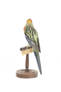 Eastern Rosella perching on wooden mount facing forward-right