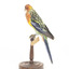 Eastern Rosella perching on wooden mount facing forward-right
