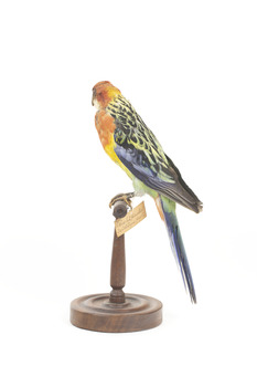 Eastern Rosella perching on wooden mount facing forward-right