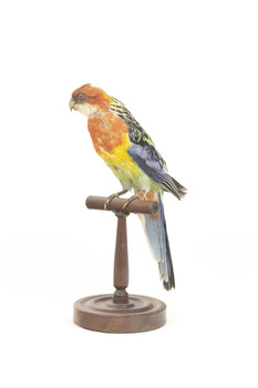 Eastern Rosella perching on wooden mount facing forward-right